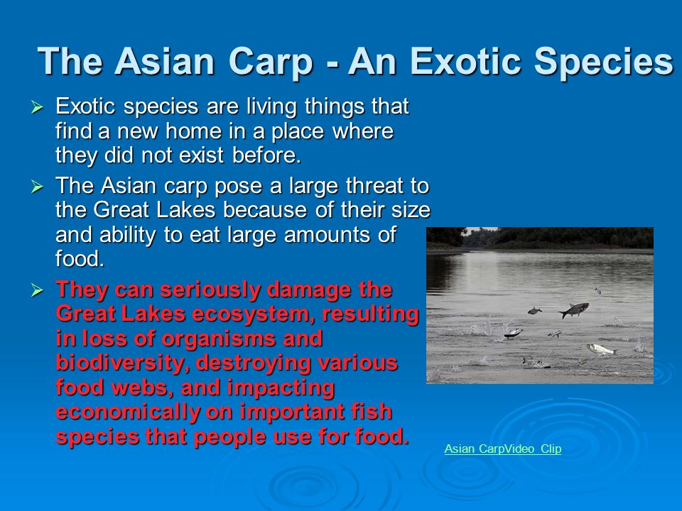 best of Control Asian carp