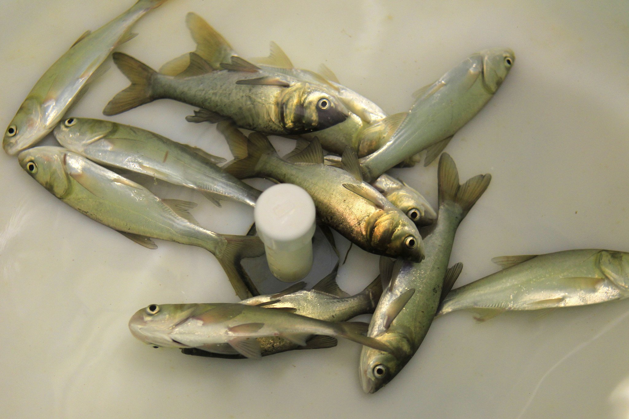 French F. reccomend Asian carp bait