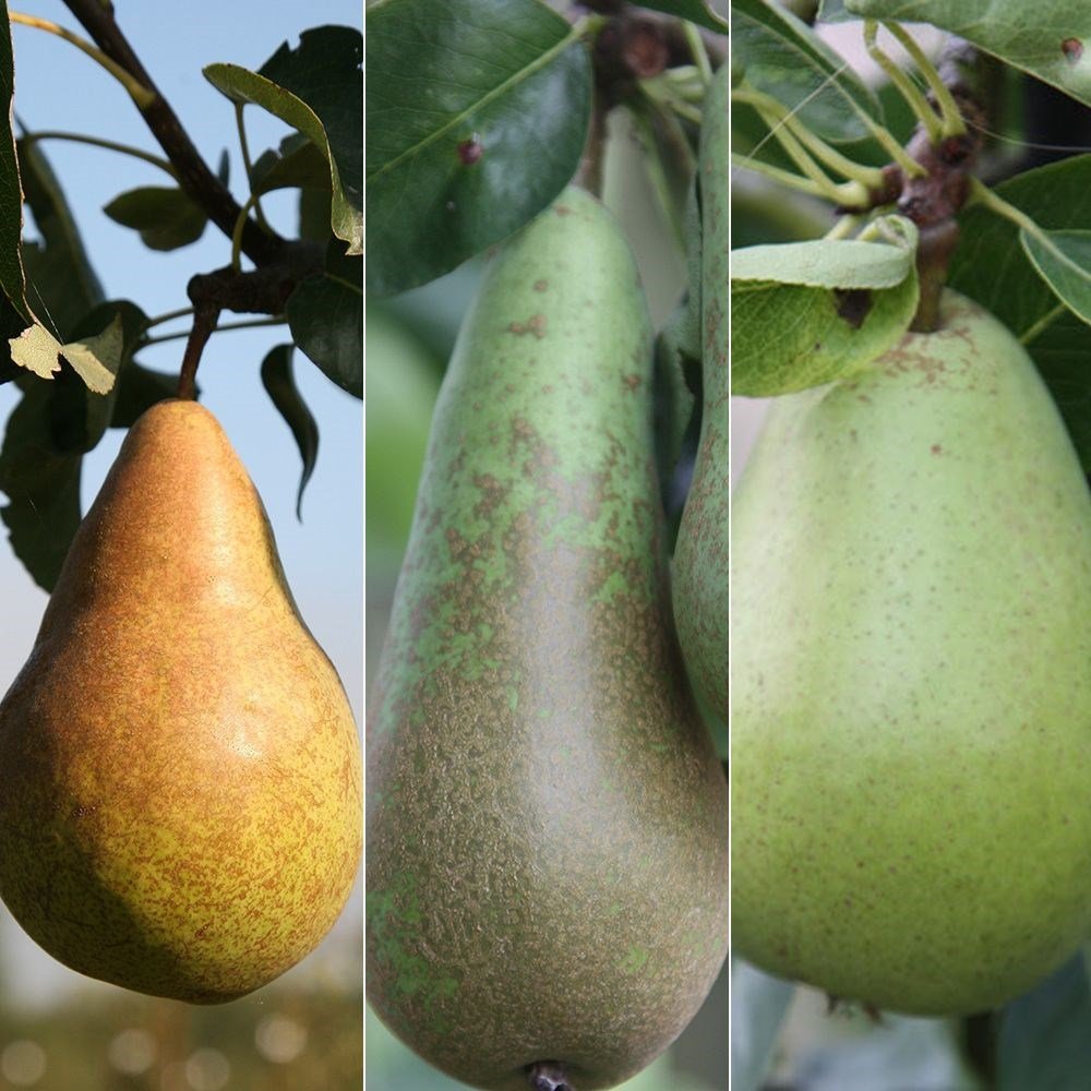 Asian pear description